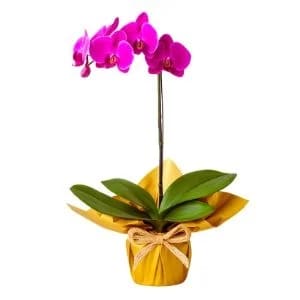 Orquídea Phalaenopsis Pink