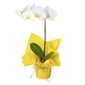 Orquídea Phalaenopsis Branca
