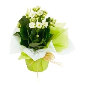 Flor da Fortuna Branca