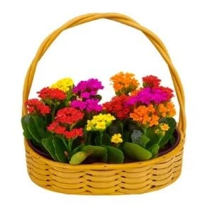 Cesta de Flor da Fortuna