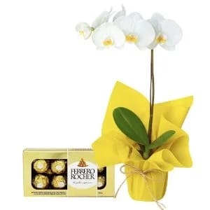 Orquídea Phalaenopsis Branca com Chocolate